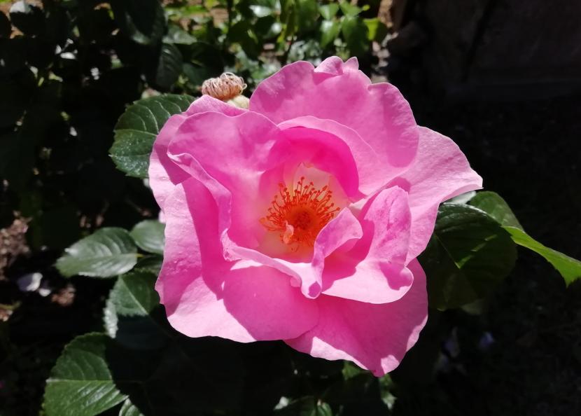 Lähikuva villistä pinkistä ruususta